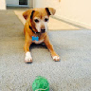 Meet your Posher, Dee